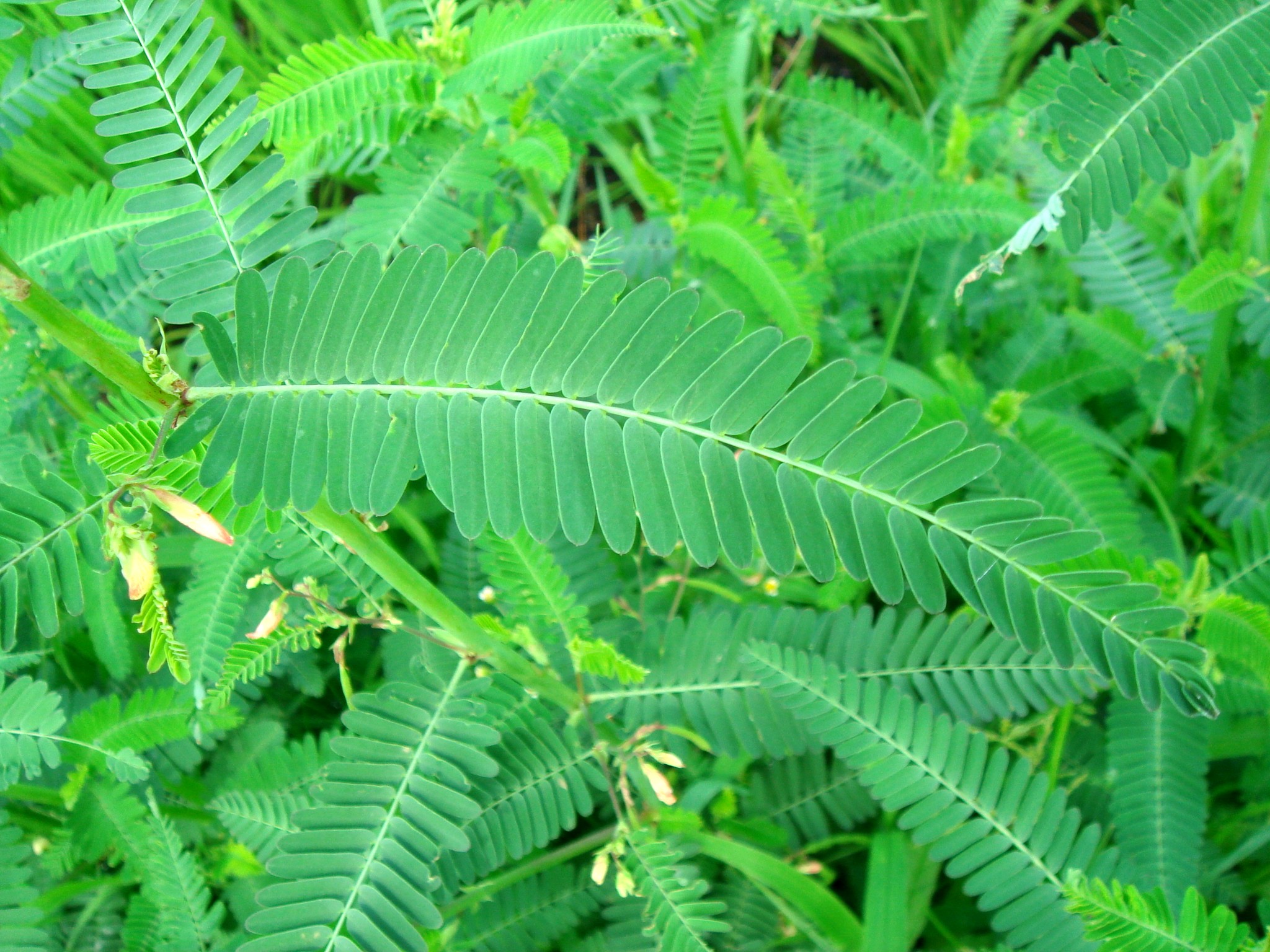 Aeschynomene indica L.